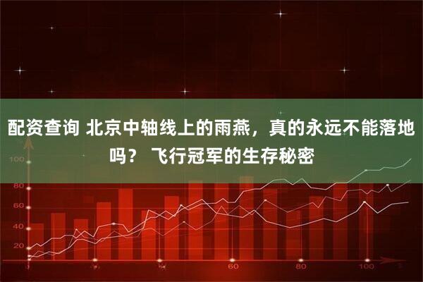 配资查询 北京中轴线上的雨燕，真的永远不能落地吗？ 飞行冠军的生存秘密